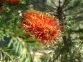 Banksia ericifolia